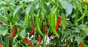 Ada beberapa cara menanam bawang putih di rumah. Nak Tanam Cili Tak Perlu Ruang Besar Pun Lelaki Ini Kongsi Tip Cara Mudah Tapi Hasilnya Lebat Keluarga