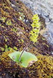 Image result for Holothrix villosa