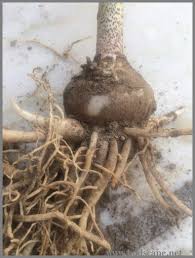 Common types of bulbs are: Identify Flower Bulbs Gardening For Beginners Bulb Flowers Lily Bulbs Flower Bulbs Garden