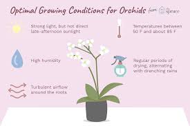 How To Grow And Maintain Beautiful Orchids Indoors Orchid Plant Care Growing Orchids Orchids In Water