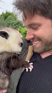 opossums #Pocket #wildlife #marsupial #rescue