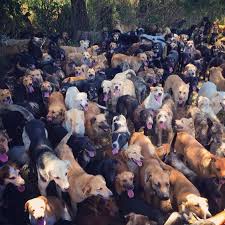 No matter their history, our sanctuary gives these animals the freedom and quality of life they deserve. Hundreds Of Unwanted Dogs Were Taken In By One Lady Dogs Animal Sanctuary Dog Care