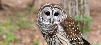 Wildlife Virginia Beach Spca