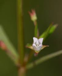 Image result for Oldenlandia lancifolia