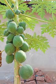 This is the jabuticaba, also known as the brazilian grape tree, and those weird growths are actually its fruit, which is really tasty. The Fruits Of Green Papaya Grow On A Tree Papaya Close Up On Stock Photo Picture And Royalty Free Image Image 110573471