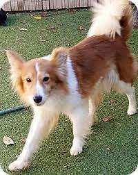 Evansville In Border Collie Sheltie Shetland Sheepdog Mix Meet Ginny Of Martinsville A Dog For Adoption Dog Adoption Border Collie Pets