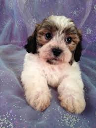 The teddy bear is a dog known for his. Teddy Bear Puppies For Sale Mn Petfinder