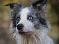 Adopt Pansy On Petfinder Border Collie Blue Merle Border Collie Dog Border Collie