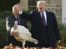 But its name—turkey—calls to mind ancient and exotic locales—more anatolia, mount ararat, or istanbul. Trump Pardons Thanksgiving Turkeys Npr