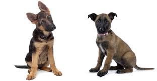 Even so, neither breed is necessarily better than the other. Belgian Malinois Vs German Shepherd Which Is Right For You