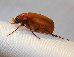 Bed bug shells are relatively rigid. June Beetles What Are They And How Do I Deal With Them Ask An Entomologist