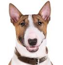 Bull Terrier Puppies for Sale from Texas Breeders