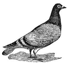 Black And White Pigeon Drawing Free Pigeon Cliparts Download Free Clip Art Free Clip Art On Clip Art Free Clip Art Pigeon