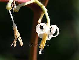 Image result for Alangium chinense