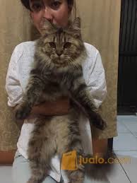 Mereka adalah kucing yang paling lembut, paling berbulu. Kucing Maine Coon Betina Jakarta Selatan Jualo