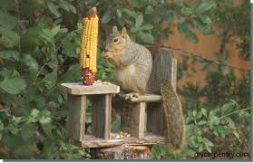 (click on photos for plans). Squirrel Feeder Plans How To Make A Squirrel Feeder