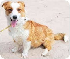 Teacup puppies for sale, teacup, tiny toy and miniature puppies for adoption and rescue from colorado, co. Colorado Springs Co Corgi Meet Bullet A Pet For Adoption