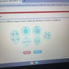 The plant cell mitosis has an additional phase called preprophase that comes before one of the main functions of mitosis both in animal and plant cells. Is There Any Difference Between Mitosis Between Plant And Animal Cell What Is That Brainly