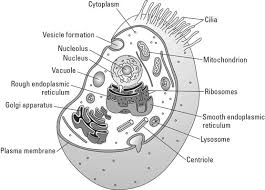 (i) the main function of golgi apparatus is to carry out the processing of proteins generated in endoplasmic reticulum. Your Body Your Cells Eukaryotic Cells Dummies