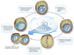 The cell cycle has three phases that must occur before mitosis, or cell division, happens. The Eukaryotic Cell Cycle And Cell Division In An Organism With Six Chromosomes Biology Forums Gallery