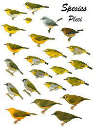 19 Jenis Pleci Ciri Fisik Warna Habitat Dan Gambarnya Hewan Id