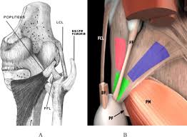 Mri Of The Posterolateral Corner Of The Knee Please Have A Look Sciencedirect