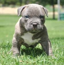 Ready for new homes mothers…. What To Look Out For Before Buying Pitbull Puppies For Sale