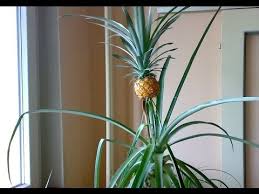 Saksida Ananas Yetistirme Ananas Koklendirme Kolay Youtube Pineapple Plants Growing