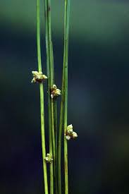 Image result for Schoenoplectiella articulata