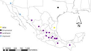 ex torrenty org le sens de la fete 2017 pl 720p brrip xvid ac3 mors » other. Frontiers Recent And Historical Gene Flow In Cultivars Landraces And A Wild Taxon Of Cucurbita Pepo In Mexico Ecology And Evolution