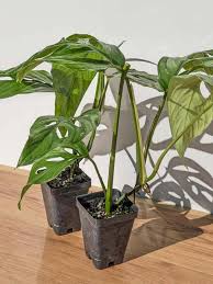 Image result for Laggera gracilis