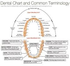 Chart Of Tooth Numbers And Dental Terms Archives Tribeca