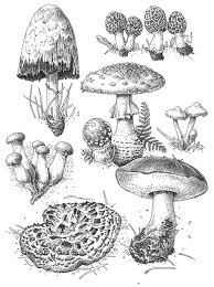 Black And White Mushroom Drawing Rhs Gold Medal Winner Colorado Mushroom Illustration Science Art Com In 2020 Mushroom Drawing Mushroom Art Botanical Art