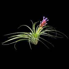 Maybe you would like to learn more about one of these? Stricta Soft Leaf Air Plant Display Bromeliads Air Plants
