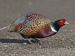 Ringneck pheasant female (phasianus colchicus) ring necked pheasant. Ring Necked Pheasant Ebird