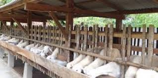 Check spelling or type a new query. Cara Penggemukan Kambing Praktis 3 Bulan Langsung Panen