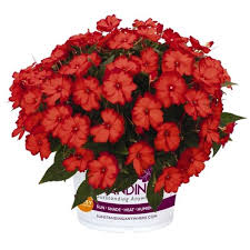 Image result for Impatiens stuhlmannii