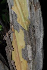 Image result for Cordia goetzei