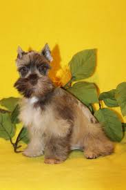 No mini schnauzer puppies at this time! Miniature Schnauzers