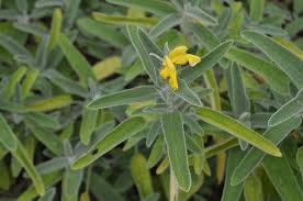 Shade flowers that deer will not eat. 23 Really Interesting Plants Deer Do Not Eat I Rightplantz Com Deer Proof Plants Deer Resistant Shade Plants Deer Resistant Garden