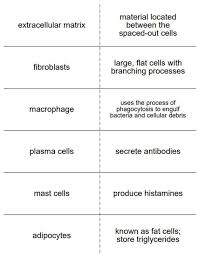 Connective Tissue Vocabulary Flash Cards For Anatomy Tissue Biology Medical Terminology Flash Cards Vocabulary Flash Cards