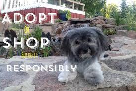 If playback doesn't begin shortly, try restarting your device. Havanese Rescue Canada Home Facebook