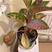 Image result for Begonia princeae