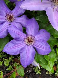 We did not find results for: Bloom Of The Day Clematis Clematis General Sikorski Clematis Is A Large Genus Of Woody To Semi Woody Deciduous Climbing Vine General Sikorski Has Huge 6 8 Lavender Blooms With A Touch Of Red
