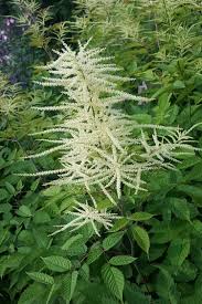 Image result for Osmunda regalis
