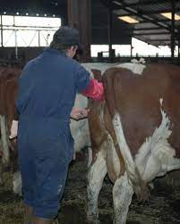 What Happens If You Don T Milk A Cow I Am Going Vegan
