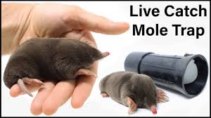 How to keep moles out of my garden. 11 Tips To Get Rid Of Moles In Garden
