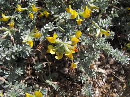 Image result for Lotus mlanjeanus