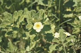 Image result for Pedalium murex