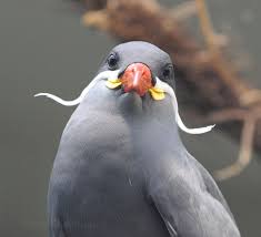 Sea Bird With Big Mouth Why Yes The Inca Tern Does Have A Moustache Therefore Making It The Most Awesome Bird Of All Time Bird Breeds Pet Birds Birds In The Sky